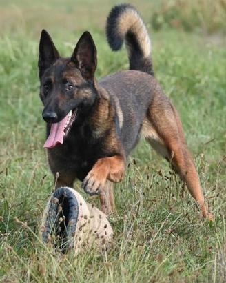 Cuccioli pastore belga malinois