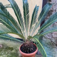 Cycas