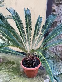 Cycas