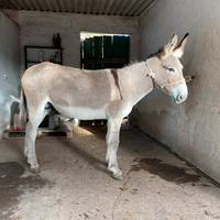 Asino sardo taglia grande