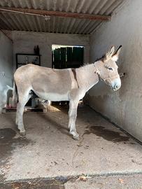 Asino sardo taglia grande