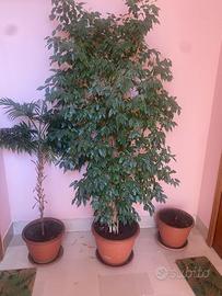 PIANTA FICUS BENJAMIN