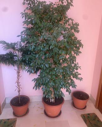 PIANTA FICUS BENJAMIN