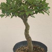 Prebonsai