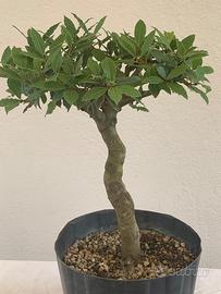 Prebonsai