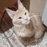 Maine Coon cucciolo cream silver