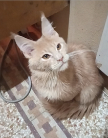 Maine Coon cucciolo cream silver