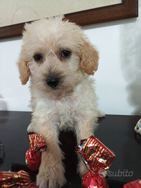 Barboncina femmina albicocca