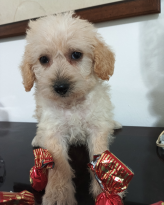 Barboncina femmina albicocca