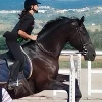 Vendita cavallo