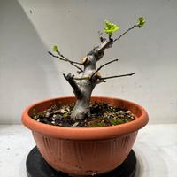 Melo halliana bonsai