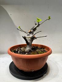 Melo halliana bonsai