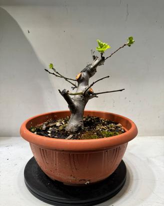 Melo halliana bonsai