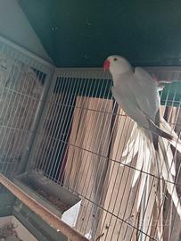 Parrocchetto dal collare