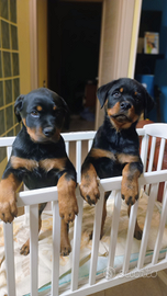 Super Cuccioli Rottweiler
