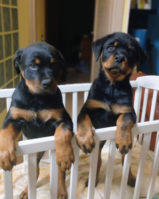 Super Cuccioli Rottweiler