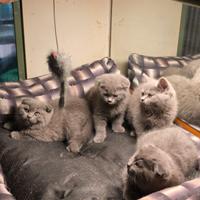 Gattini British e scottish fold