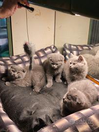 Gattini British e scottish fold