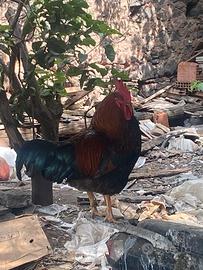 Gallo