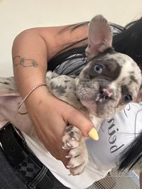 Bulldog francese merle
