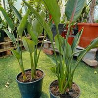 piante di sterlizia reginae 