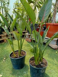 piante di sterlizia reginae 