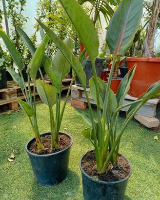 piante di sterlizia reginae 