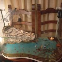 acquario tartarughiera 