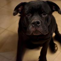 Cane Corso