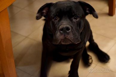 Cane Corso