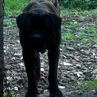 Cane corso per monta