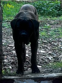 Cane corso per monta