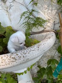 Fantastici cuccioli chihuahua con pedigree