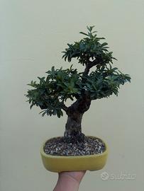 Bonsai pyracantha