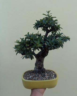 Bonsai pyracantha