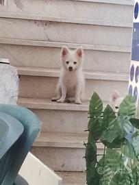 Cane volpino italiano