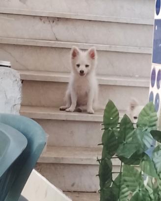 Cane volpino italiano
