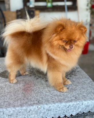 Spitz tedesco nano Pomerania