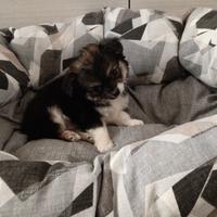 Chihuahua a pelo lungo