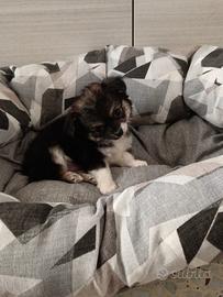 Chihuahua a pelo lungo