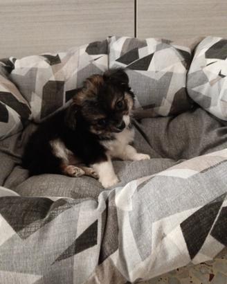 Chihuahua a pelo lungo