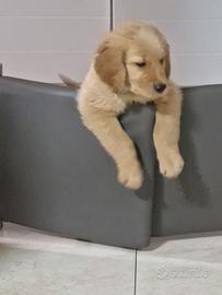 Cucciolo golden retriever