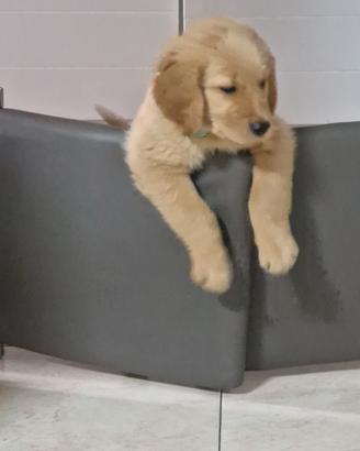 Cucciolo golden retriever