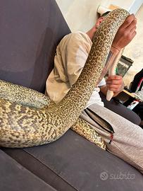 Pitone moluro bivittatus granito