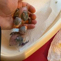 Inseparabili fischer allevati a Mano