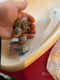 Inseparabili fischer allevati a Mano