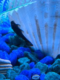 Ancistrus (pesce pulitore)