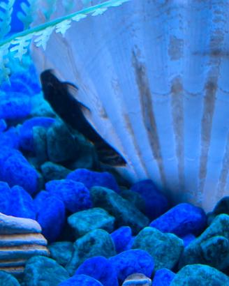 Ancistrus (pesce pulitore)