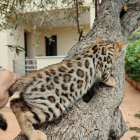 Cuccioli di gatto Bengala