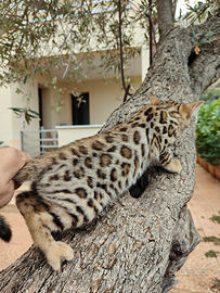 Cuccioli di gatto Bengala